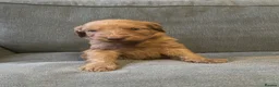 Irish Doodle dogs for sale: 5 stunning Irish doodles. Ready today in Carlisle - Advert 3
