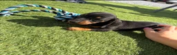 Miniature Dachshund dogs for sale: Miniature dachshund puppies  in Bridgwater - Advert 12