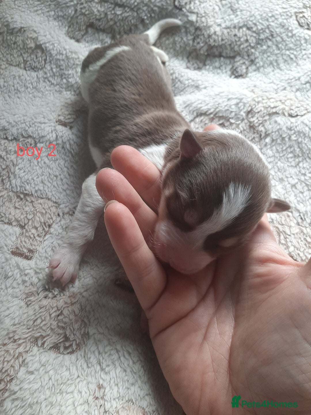 Border Collie dogs for sale: Border collie x Australian kelpie pups - Image 6