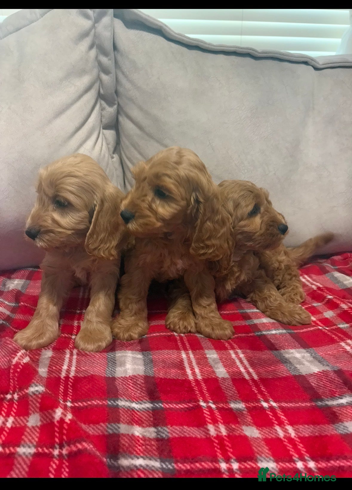 Cockapoo dogs for sale: Stunning red F1b cockapoo puppy’s ready to go  - Advert 9