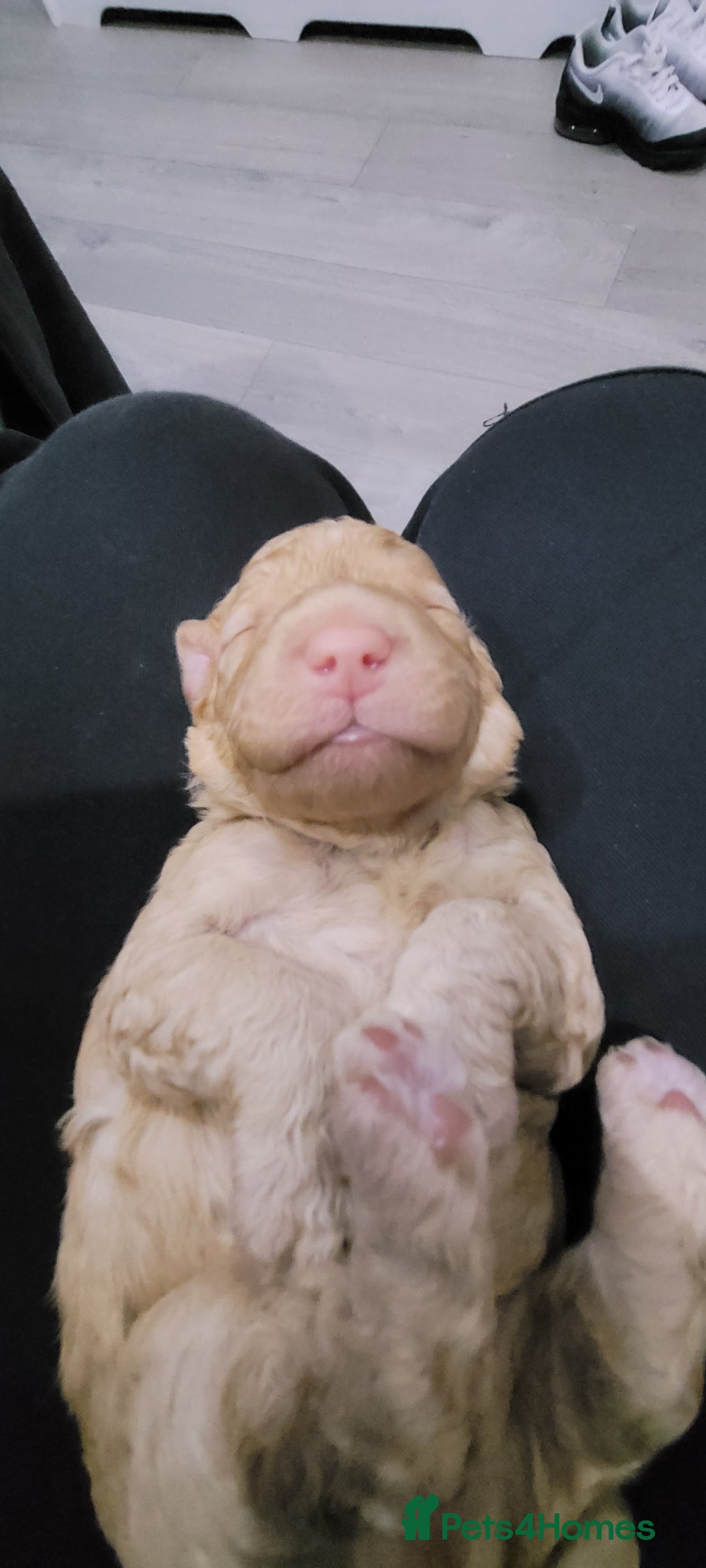 Cockapoo dogs for sale: F3b Merle Cockapoos - Image 9