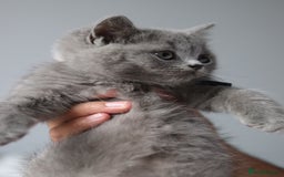 British Shorthair cats for sale: ✨️Outstanding GCCF Grand Chmp Line BSH ❤️ - Image 28