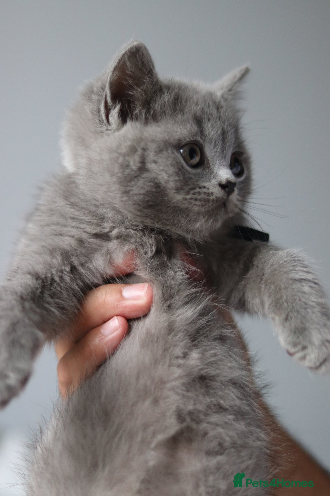 British Shorthair cats for sale: ✨️Outstanding GCCF Grand Chmp Line BSH ❤️ - Image 28