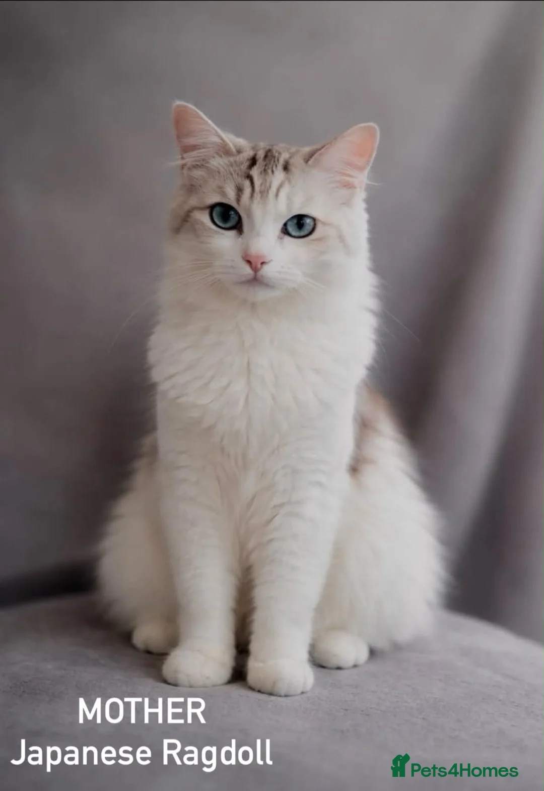 Ragdoll cats for sale: Beautiful 14 week old blue eyed kitten  - Advert 2