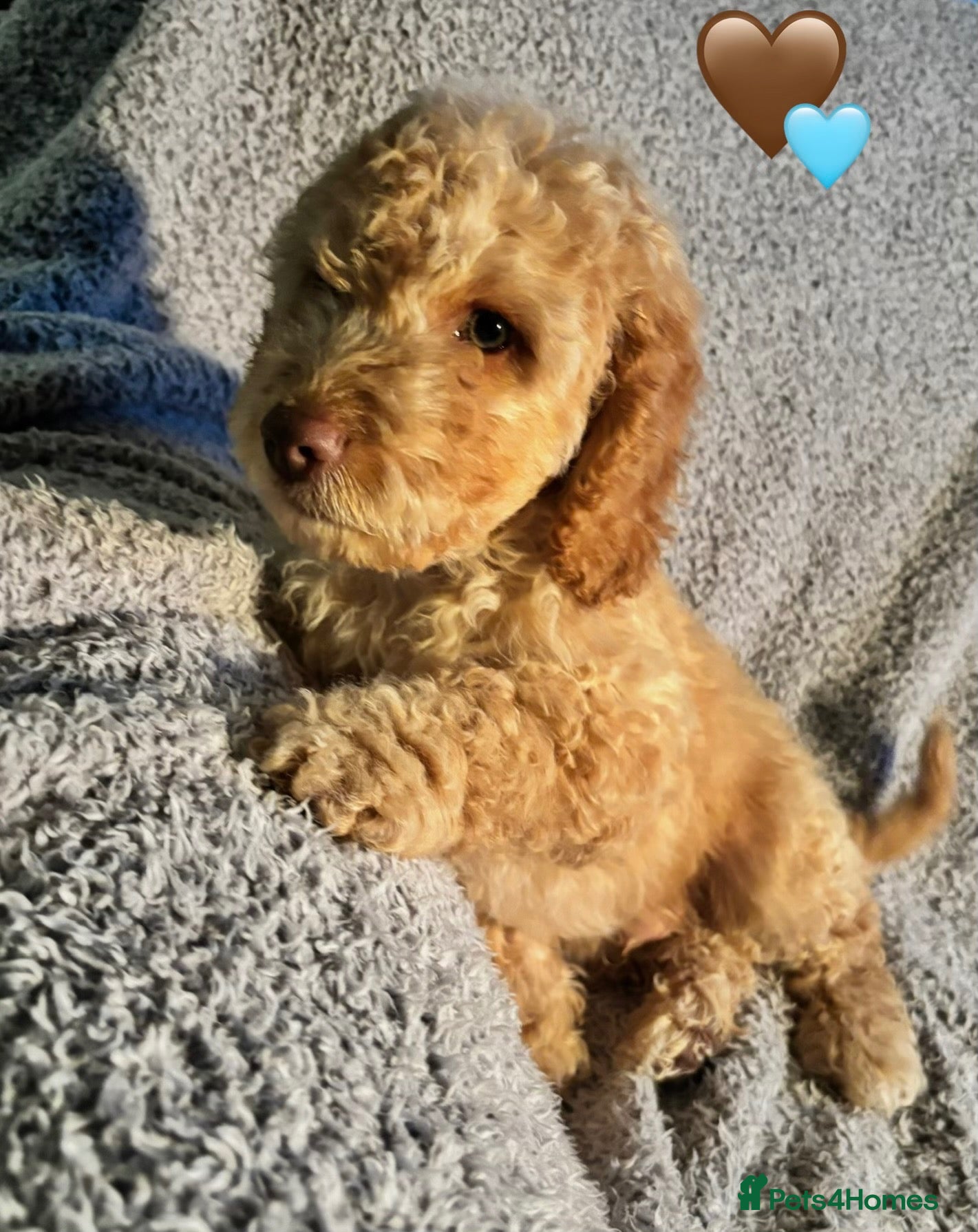 Cockapoo dogs 🐾 Stunning Litter of 8 Cockapoo Puppies! 🐾 - Advert 2