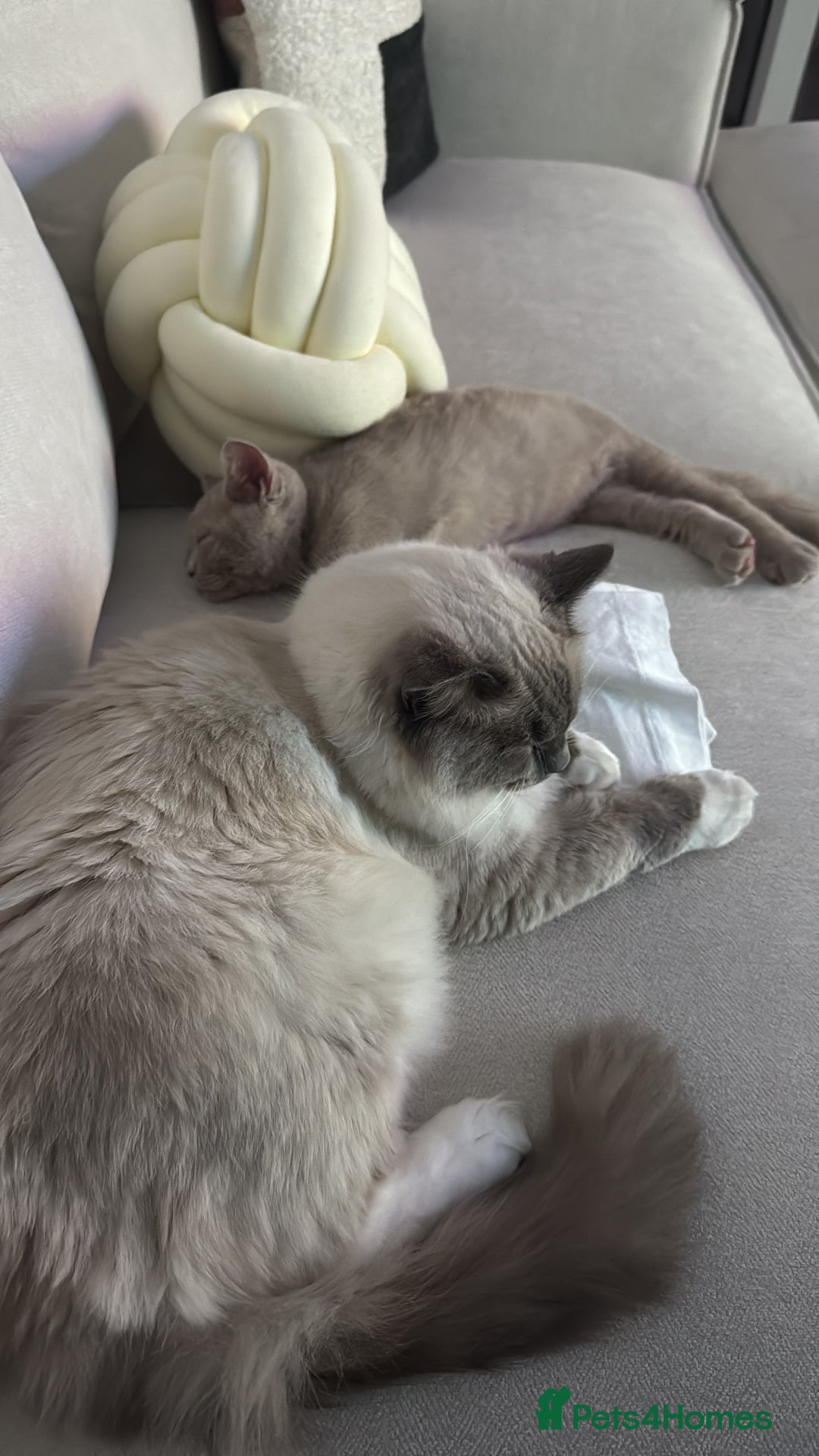 British Shorthair cats for sale: Beautiful British ShortHair Rare Fawn - Advert 18