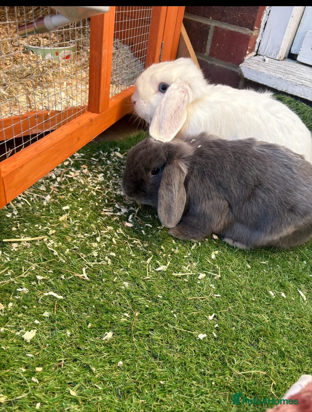 Mini Lop rabbits for sale: 3 x rabbits - 1 girl and 2 boys in Durham - Advert 2