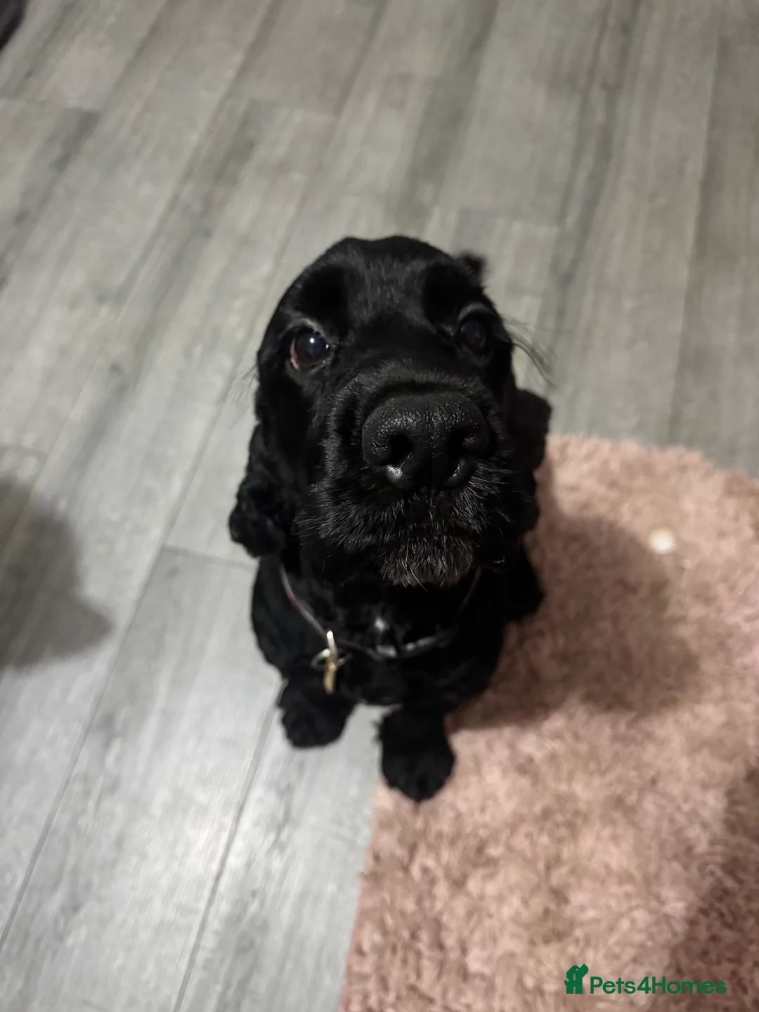 Cocker Spaniel dogs for stud:  BUDDY- handsome cocker spaniel - Advert 2