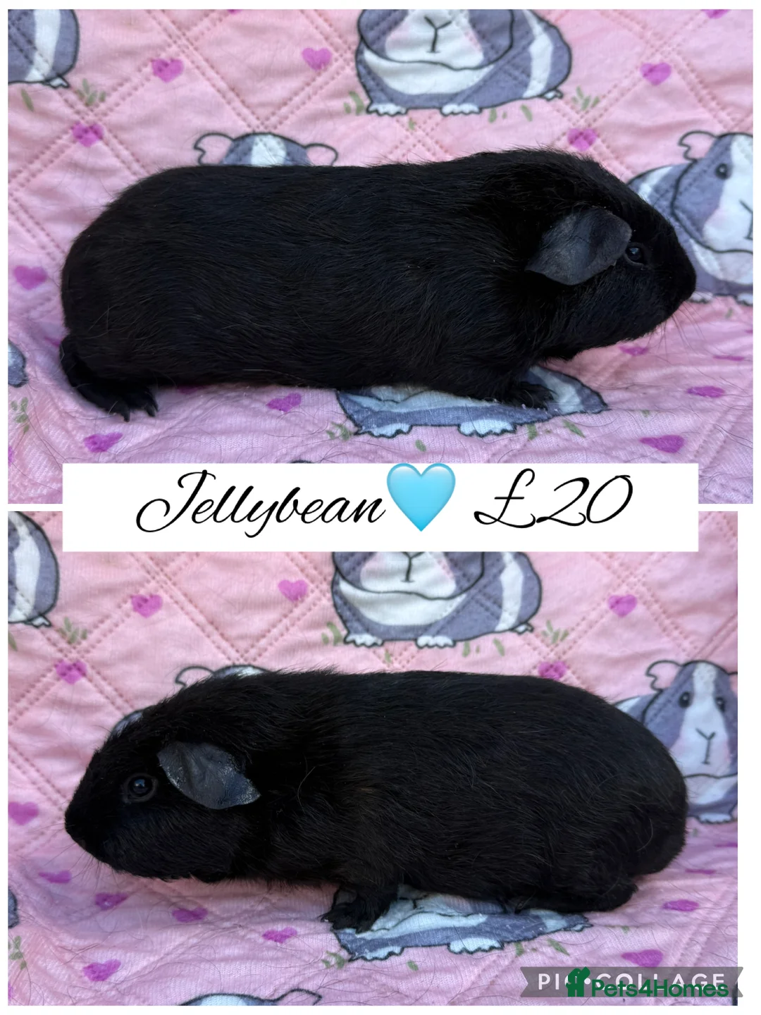 Guinea Pig rodents for sale: Male/Female guinea pigs  - Advert 22