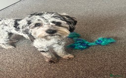 Cockapoo dogs for stud: Blue Merle Cockapoo ( Ralph )  - Image 6