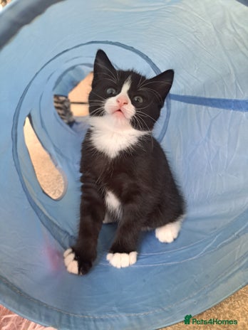 Domestic Shorthair cats - Advert 14