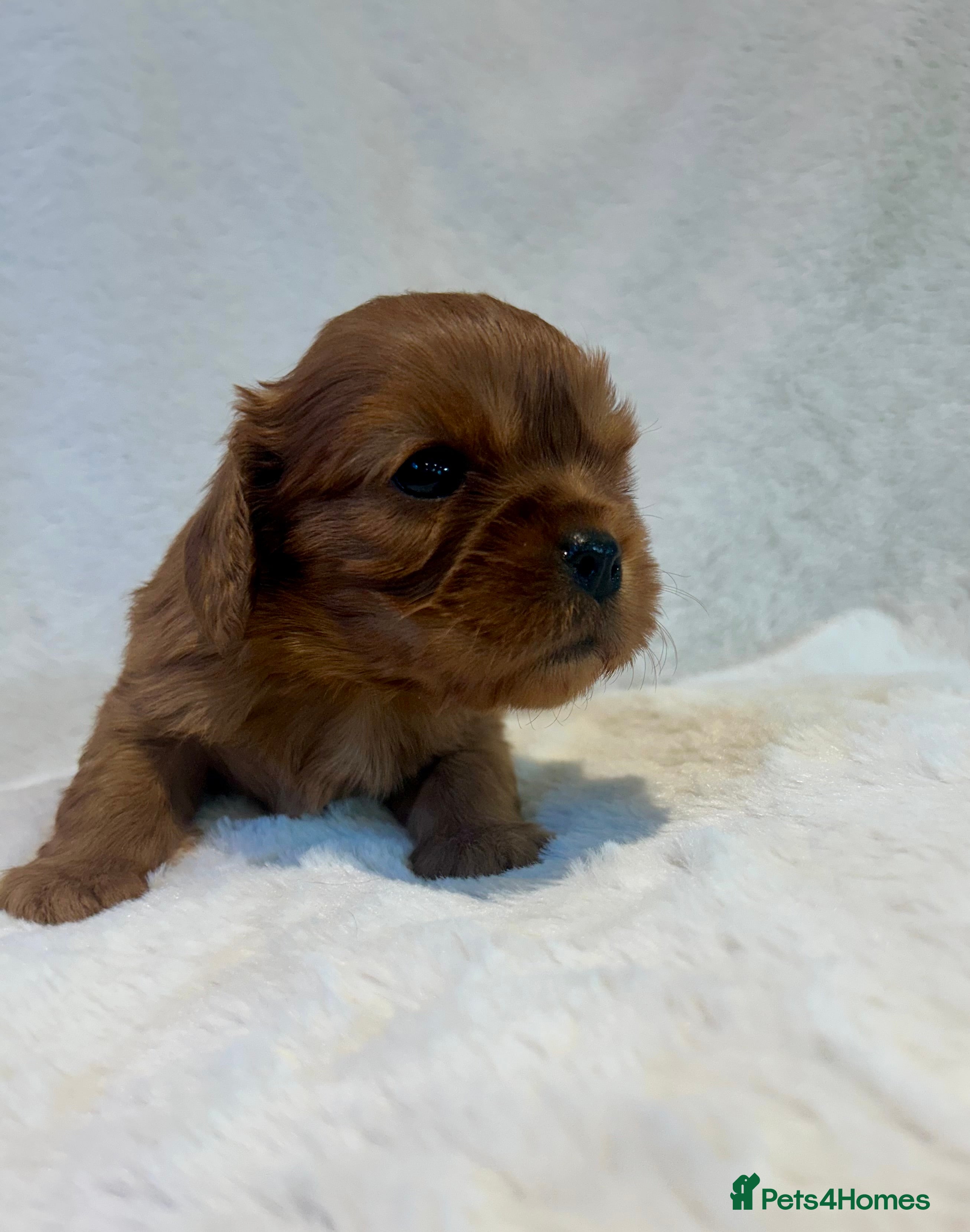 Cavalier King Charles Spaniel dogs Ruby cavalier King Charles 5*breeder - Advert 3