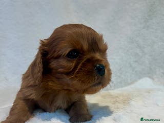Cavalier King Charles Spaniel dogs Ruby cavalier King Charles 5*breeder - Advert 3