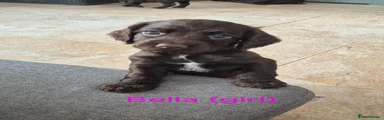 Sprocker 6 Bella