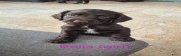 Sprocker dogs for sale: Working Sprocker Chocolate Puppies for sale - Advert 10