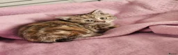 Mixed Breed cats for sale: Stunning kittens  - Advert 3