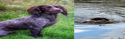 Cocker Spaniel dogs for sale: Well bred working cocker. Black male. - Advert 3