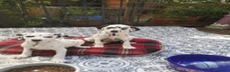 Dalmatian dogs for sale: Beautiful Purebred Black-Spotted Dalmatian Puppies in Norwich - Advert 4
