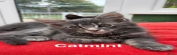 Mixed Breed cats for sale: Beautiful kittens! in Camberley - Advert 12