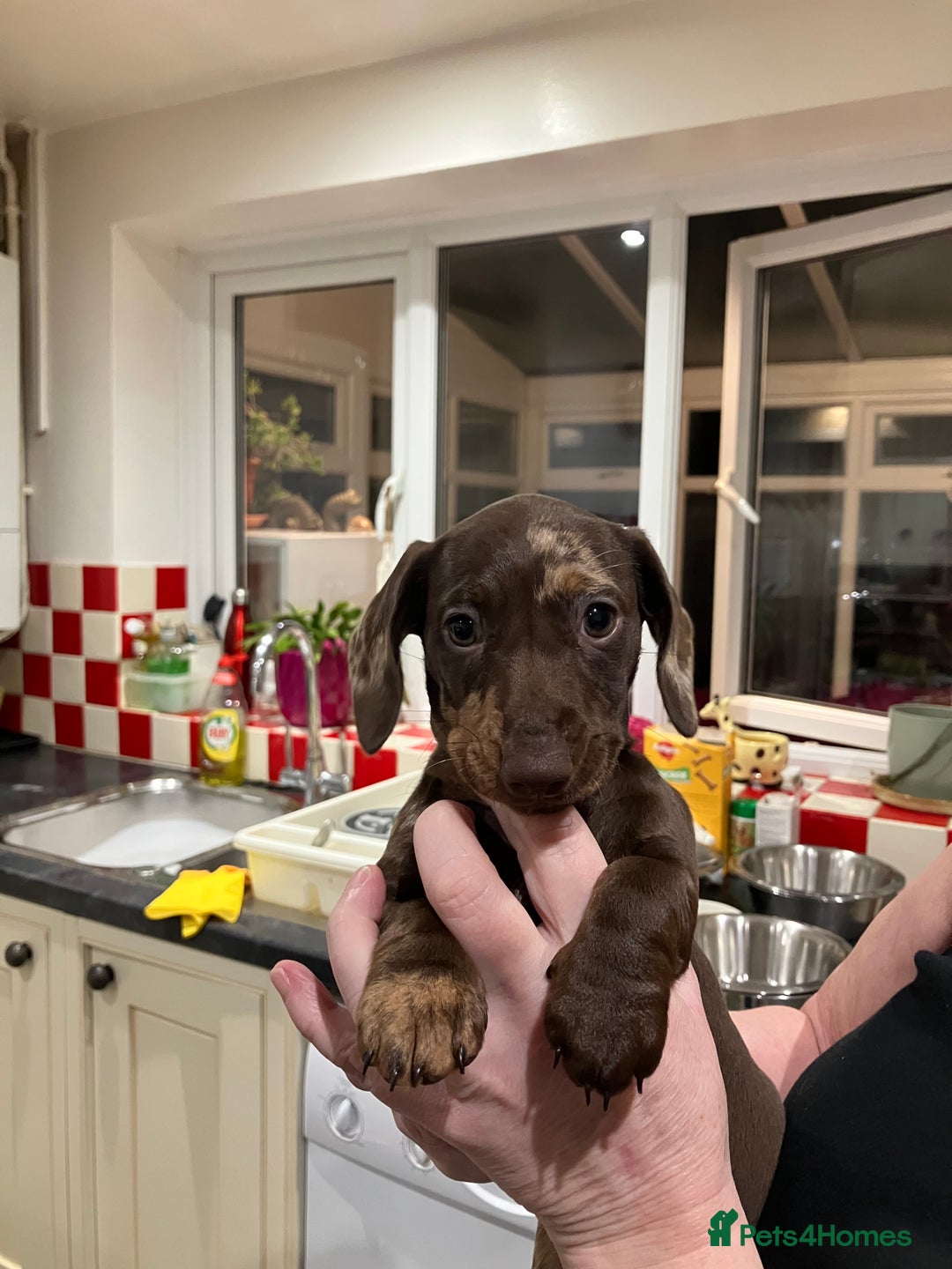 Miniature Dachshund dogs for sale: Miniature Choc Dapple Female Dachshund  - Advert 2