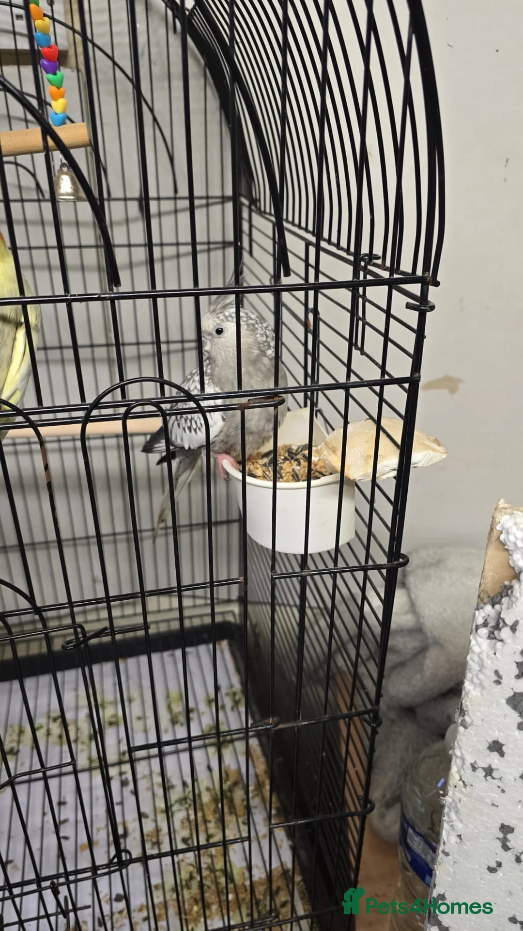 Cockatiels birds for sale: Cockatiels pair available - Advert 2