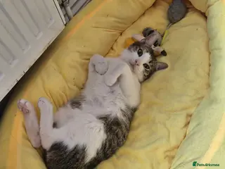 Mixed Breed cats Galaxy for adoption - Advert 17