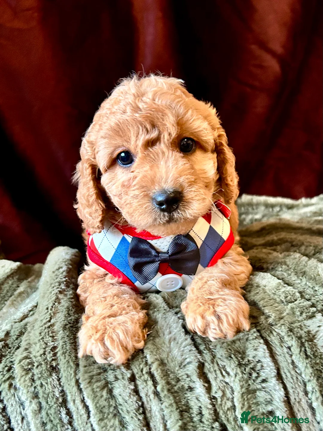 Cavapoo dogs for sale: Real Life Teddys Looking for love  - Advert 2