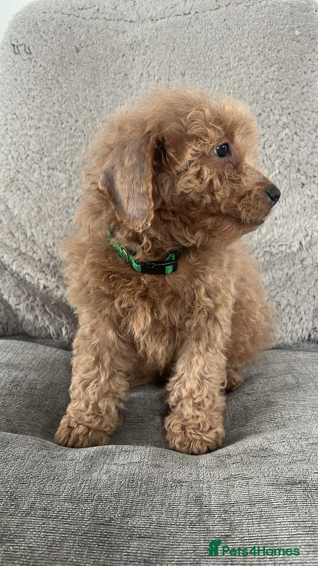 Cavapoo dogs for sale: Beautiful cavapoos for new homes - Advert 7