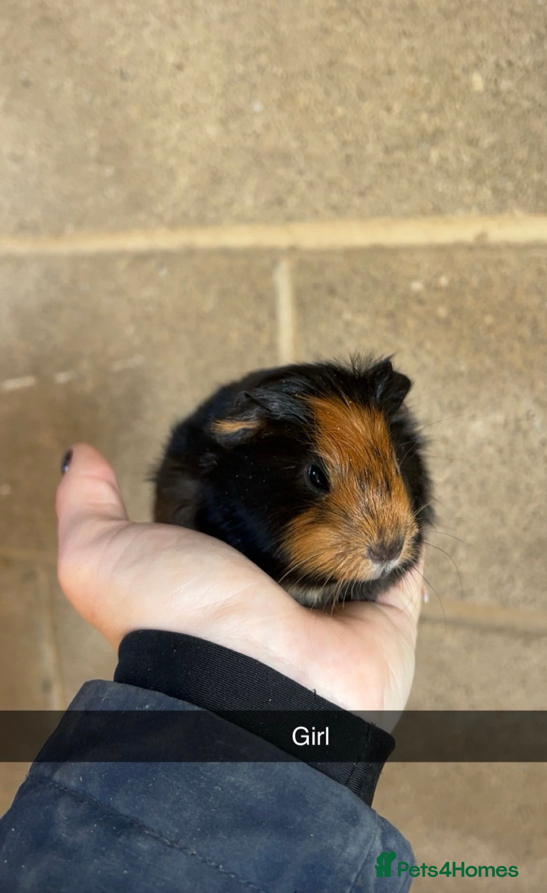 Guinea Pig rodents Lovely guinea pigs looking for their forever home  - Advert 1