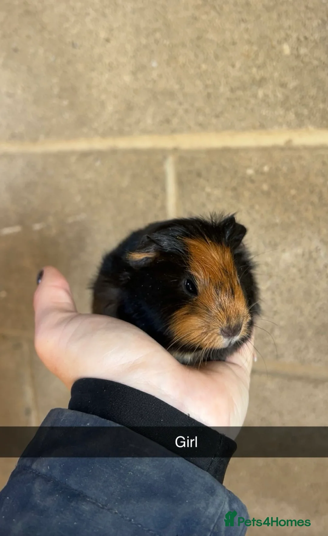 Guinea Pig rodents for sale: Lovely guinea pigs looking for their forever home  - Advert 1