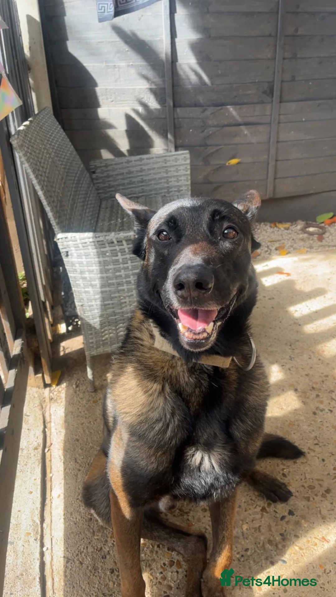 Belgian Shepherd Dog dogs for sale: Male Belgium malinois - Advert 1