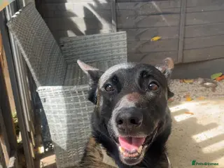 Belgian Shepherd Dog dogs Male Belgium malinois - Advert 9