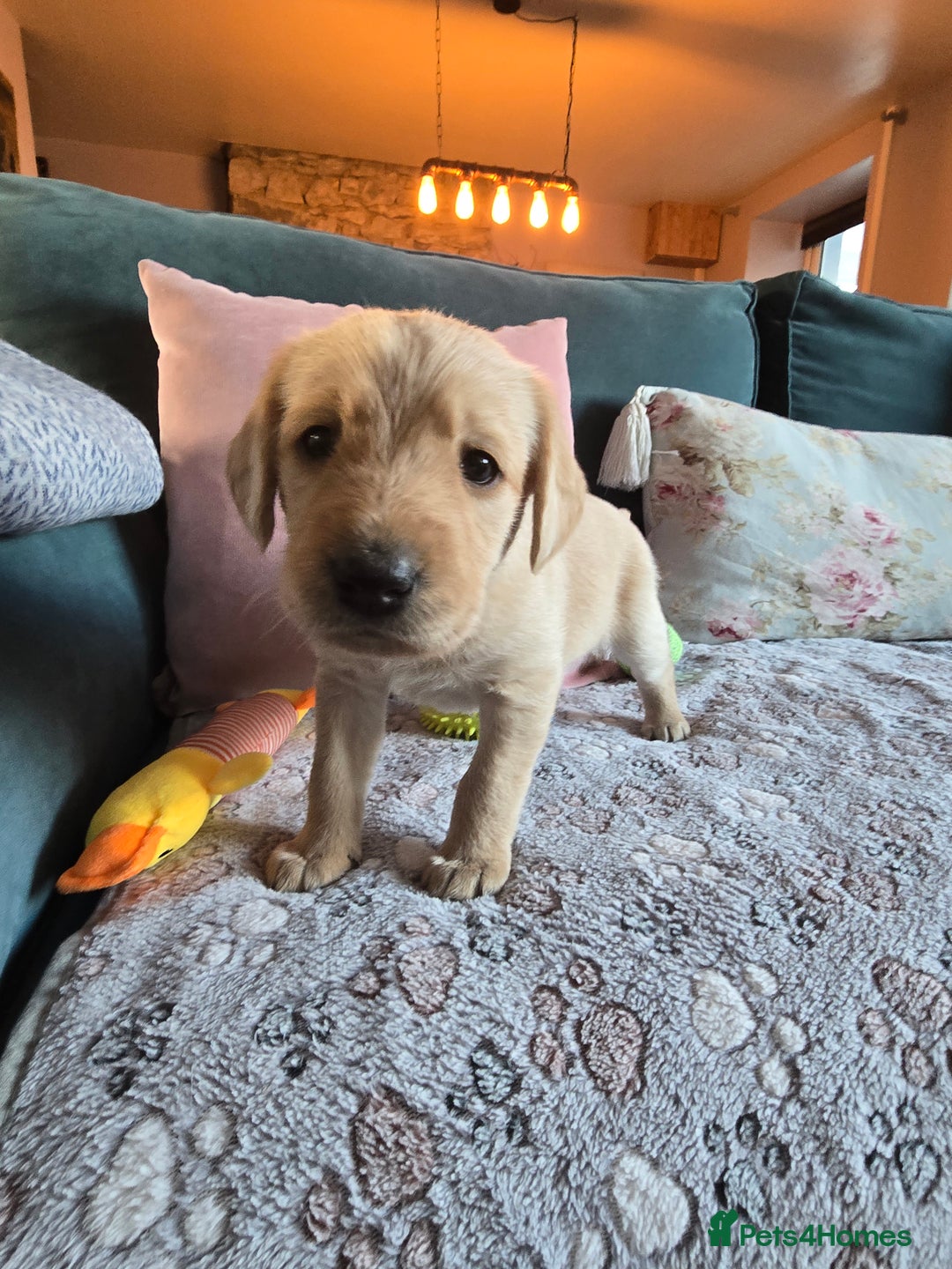 Labradoodle dogs for sale: Adorable Labradoodle puppies - Advert 16