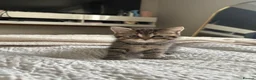 Mixed Breed cats for sale: 6 beautiful kittens  - Advert 16