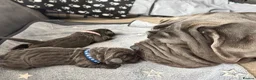 Neapolitan Mastiff dogs for sale: Rare breed Neapolitan mastiff puppies  - Advert 12