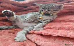 Oriental cats for sale: 2girls 1 boy - Advert 26