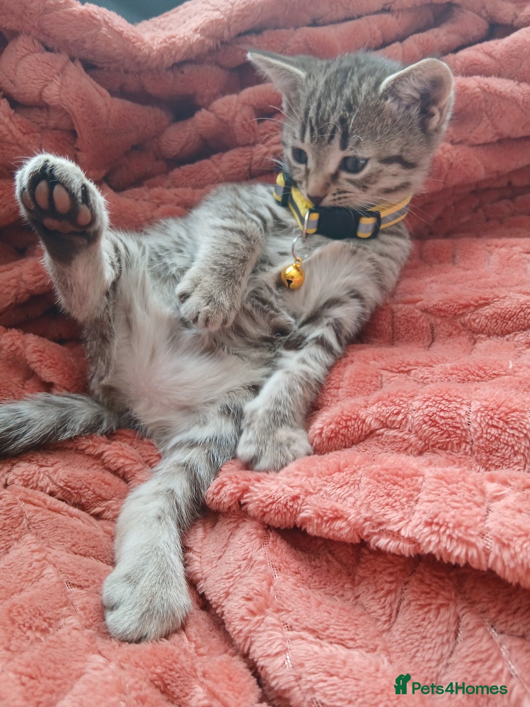 Oriental cats for sale: 2girls 1 boy - Advert 26