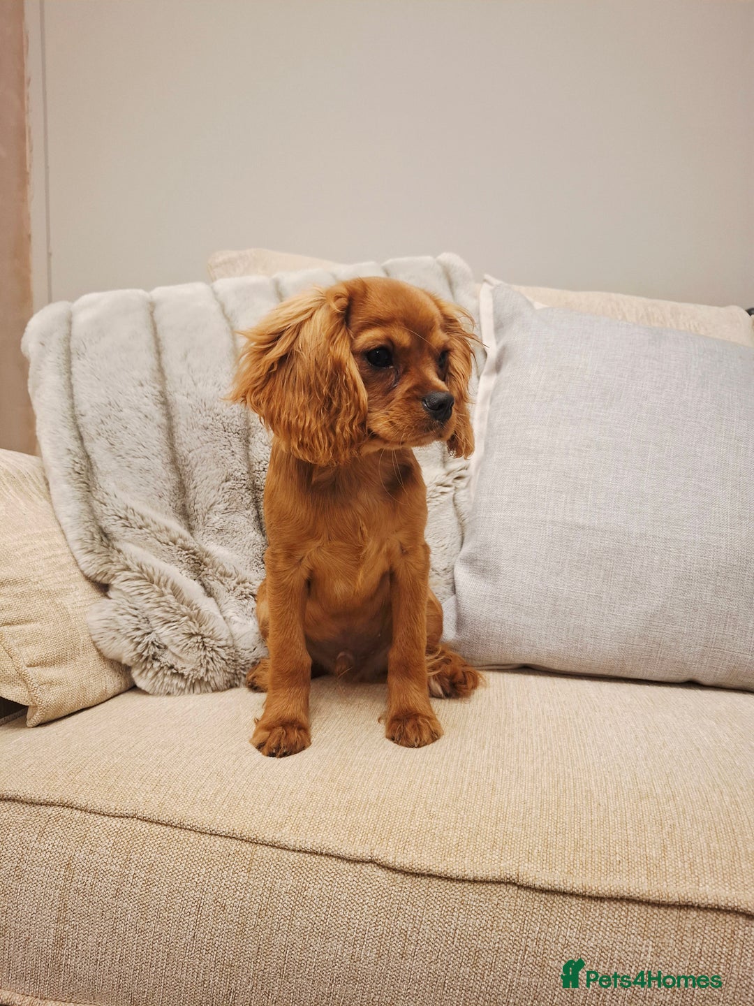 Cavalier King Charles Spaniel dogs for sale: KC REG Health tested parents 💙🩵 - Image 4