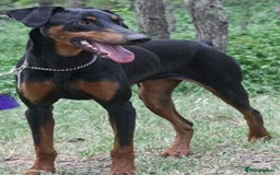 Dobermann dogs for sale: Puppy dobermans  - Image 7