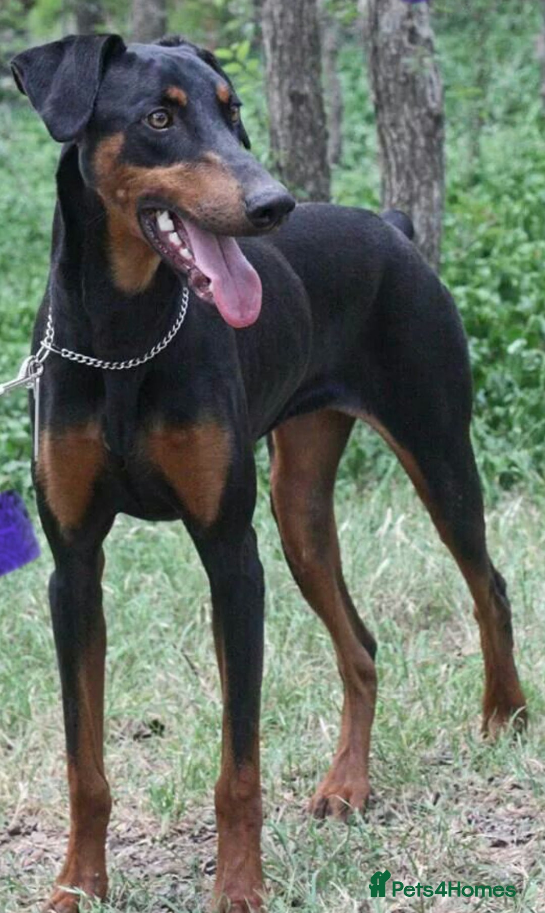 Dobermann dogs for sale: Puppy dobermans  - Image 7