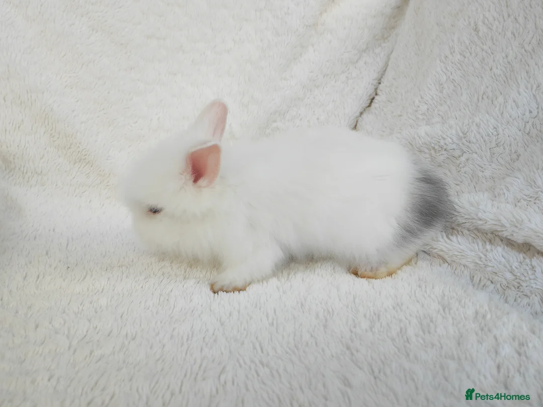 Lionhead rabbits for sale: Double mane lionhead rabbits - Advert 30