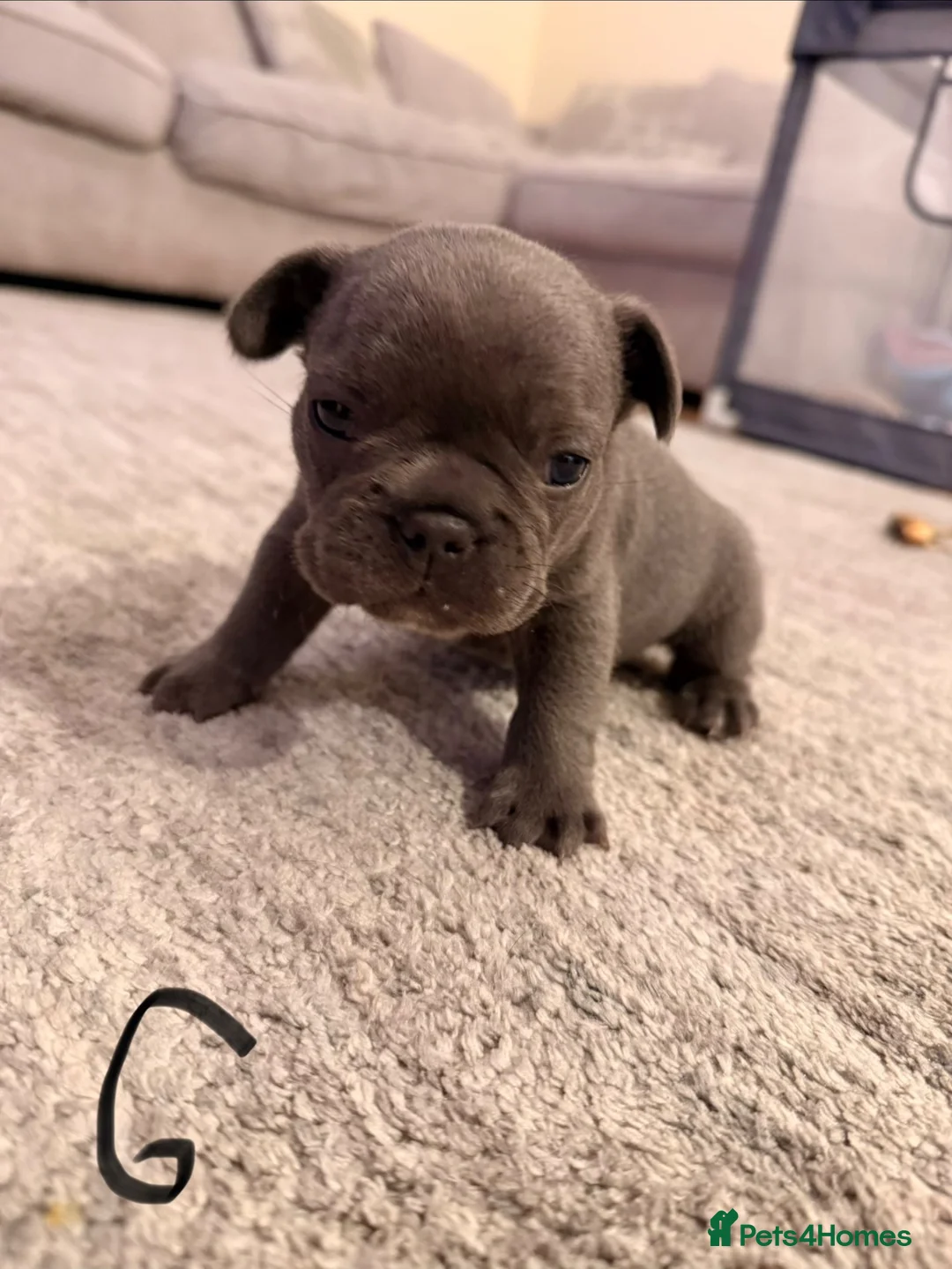 French Bulldog dogs for sale: 🌟Exceptional KC Reg French Bulldog Puppies🌟 - Advert 33