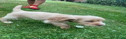 Cocker Spaniel dogs for sale: Show cocker spaniels  - Advert 17
