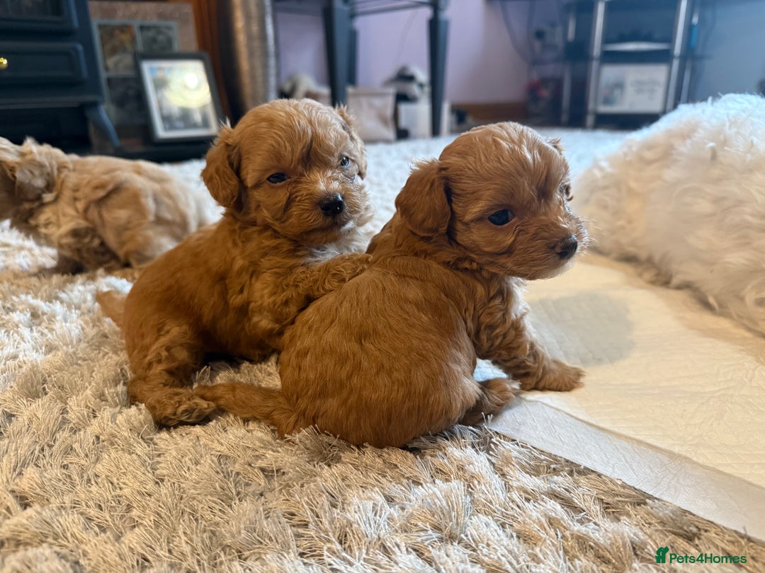 Maltipoo dogs for sale: Real life teddy bear f1 Maltipoos ❤️💥 - Image 30