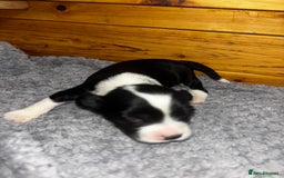 Chinese Crested dogs for sale: Chinese crested powderpuff ready September 12th - Image 27