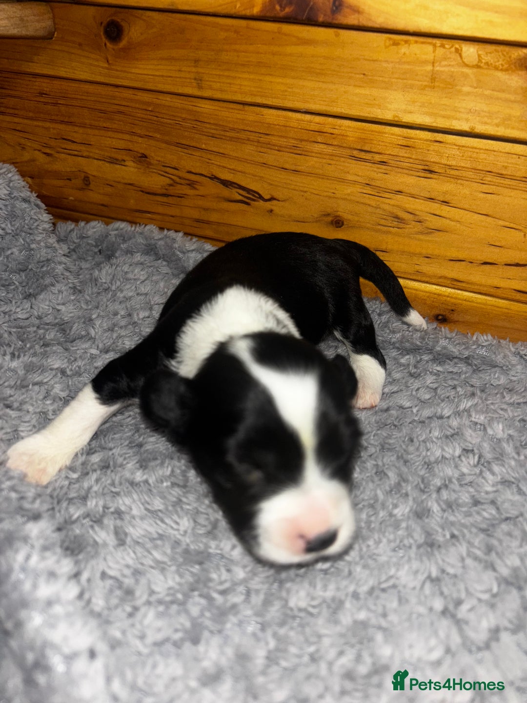 Chinese Crested dogs for sale: Chinese crested powderpuff ready September 12th - Image 27