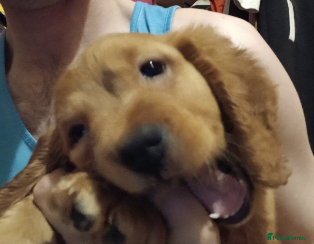 Cocker Spaniel dogs for sale: 2 cocker spaniel puppies left  - Advert 17