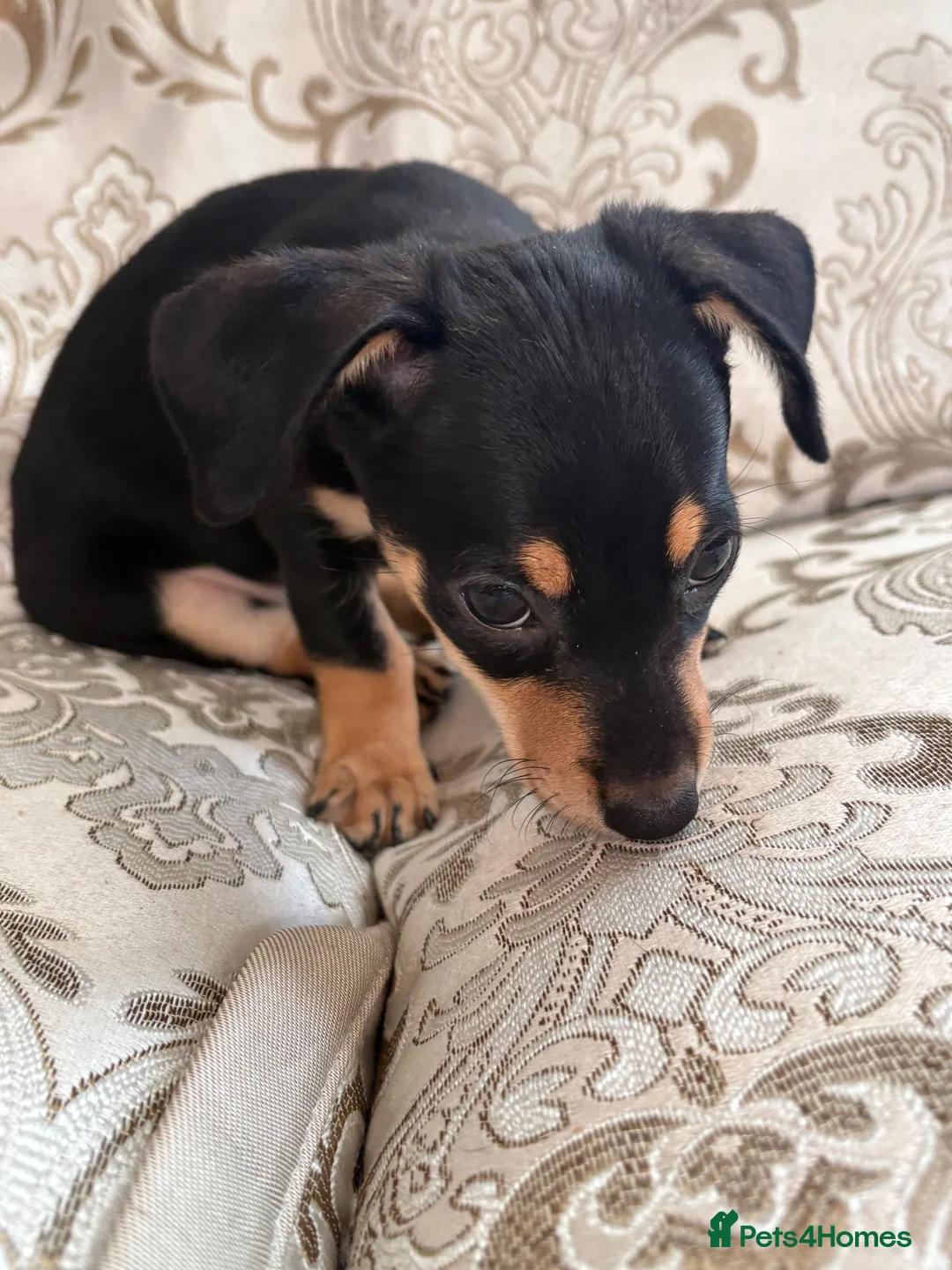 Dachshund dogs for sale: Female puppy ready to go  - Advert 9