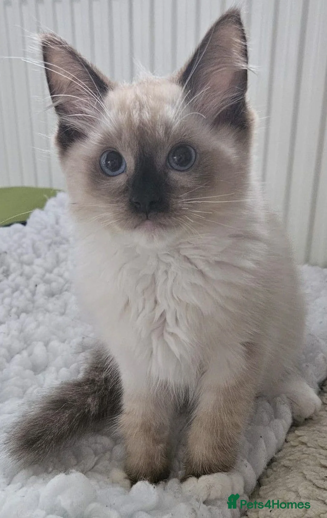 Ragdoll cats for sale: Gorgeous GCCF registered Ragdoll kittens  - Advert 15