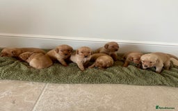 Goldador dogs for sale: Stunning Goldadors  - Image 1